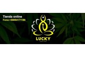 LUCKY GROW